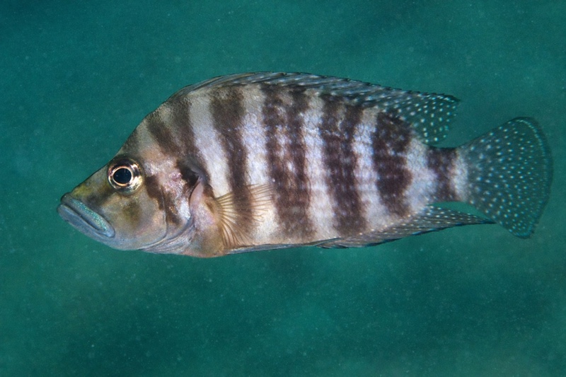 Altolamprologus compressiceps 'Katondo Point'